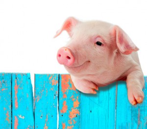 Schwein lehnt sich über einen blauen Holzzaun