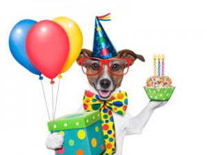 Hund verkleidet mit einem Partyhut, Briller, Schleife mit Luftballons und Kuchen in der Hand