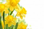 Die besten Frühlingsgeschenke: Schmuck aus Blumen