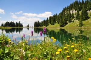 Berglandschaft am See mit Tannen und bunten Blumen