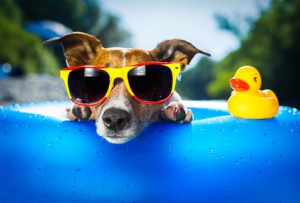 Hund mit rot gelber Sonnenbrille in einem blauen Schwimmreifen mit einer gelben Quitschente