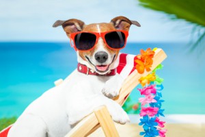 Hunde mit roter Sonnenbrille auf einem Liegestuhl am Strand
