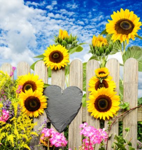 Gartenzaun mit Sonnenblumen und ein Herz aus Schiefer
