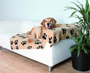 Hund auf dem Sofa mit einer Decke