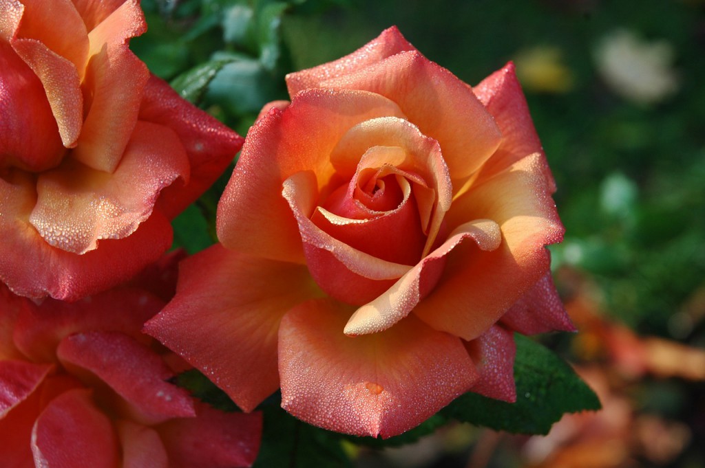 Orangefarbene Rose